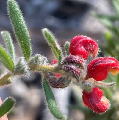 Grevillea alpina (Mountain Grevillea / Cat's Claws Grevillea) at Aranda, ACT - 1 Sep 2024 by Clarel