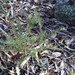 Grevillea alpina at Aranda, ACT - 1 Sep 2024 03:47 PM