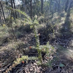 Grevillea alpina at Aranda, ACT - 1 Sep 2024