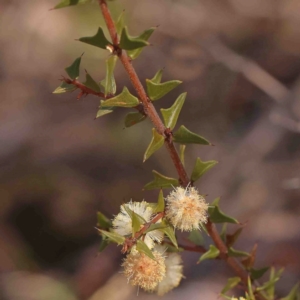 Acacia gunnii at Bruce, ACT - 31 Aug 2024