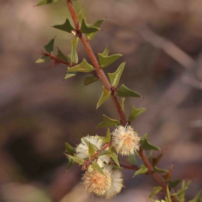 Acacia gunnii (Ploughshare Wattle) at Bruce, ACT - 31 Aug 2024 by ConBoekel