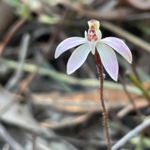 Caladenia fuscata at Aranda, ACT - suppressed