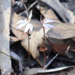 Caladenia fuscata at Aranda, ACT - suppressed