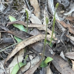 Glossodia major (Wax Lip Orchid) at Aranda, ACT - 1 Sep 2024 by Clarel