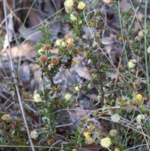 Acacia gunnii at Aranda, ACT - 1 Sep 2024