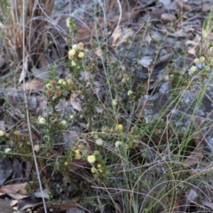 Acacia gunnii at Aranda, ACT - 1 Sep 2024