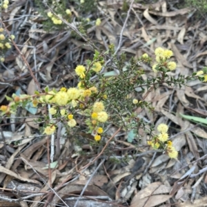 Acacia gunnii at Aranda, ACT - 1 Sep 2024