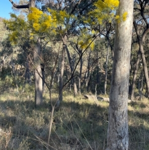 Acacia boormanii at Aranda, ACT - 1 Sep 2024 03:55 PM