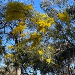 Acacia boormanii at Aranda, ACT - 1 Sep 2024 03:55 PM