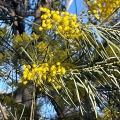 Acacia boormanii at Aranda, ACT - 1 Sep 2024 03:55 PM