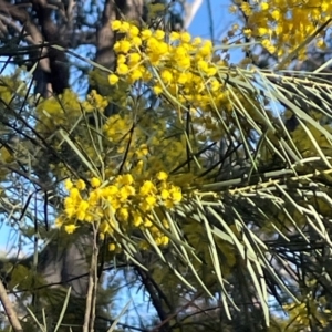 Acacia boormanii at Aranda, ACT - 1 Sep 2024 03:55 PM