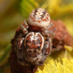 Opisthoncus serratofasciatus (Chevronned jumper) at O'Connor, ACT - 31 Aug 2024 by ConBoekel