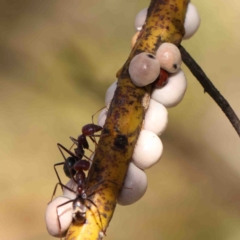 Cryptes baccatus (Wattle Tick Scale) at O'Connor, ACT - 31 Aug 2024 by ConBoekel