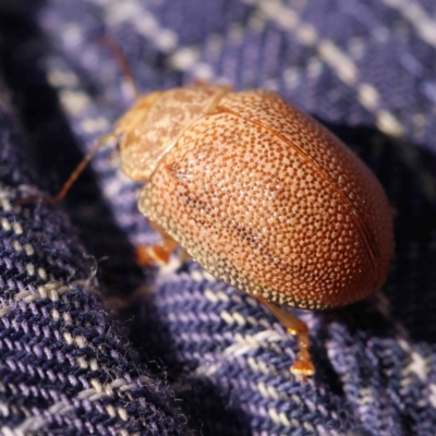 Paropsis atomaria (Eucalyptus leaf beetle) at O'Connor, ACT - 31 Aug 2024 by ConBoekel