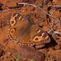 Junonia villida (Meadow Argus) at O'Connor, ACT - 31 Aug 2024 by ConBoekel