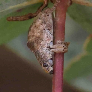 Gonipterus sp. (genus) at O'Connor, ACT - 31 Aug 2024