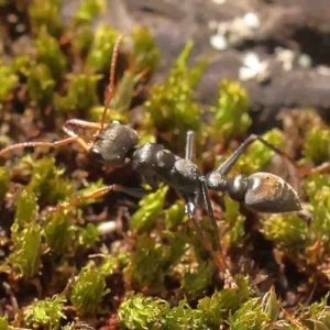 Myrmecia sp., pilosula-group at O'Connor, ACT - 31 Aug 2024 11:42 AM