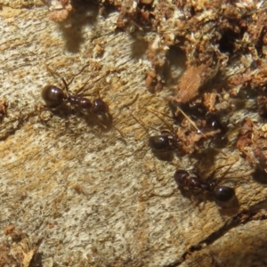 Papyrius sp. (genus) at Hall, ACT - suppressed