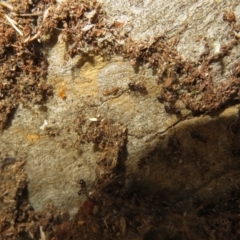 Papyrius sp. (genus) at Hall, ACT - suppressed