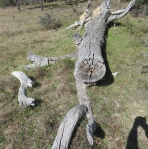 Papyrius sp. (genus) at Hall, ACT - suppressed