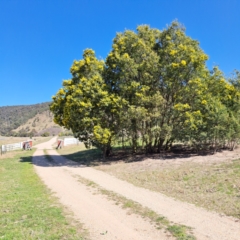 Acacia dealbata (Silver Wattle) at Lake George, NSW - 1 Sep 2024 by abread111