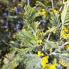 Acacia dealbata at Lake George, NSW - 1 Sep 2024