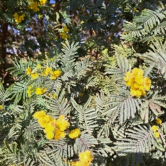 Acacia dealbata at Lake George, NSW - 1 Sep 2024