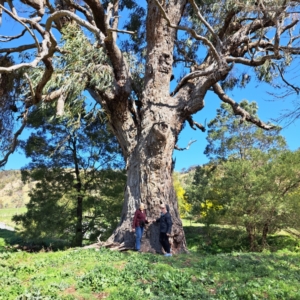 Eucalyptus bridgesiana at Lake George, NSW - 1 Sep 2024