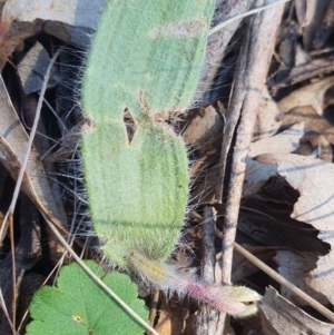 Caladenia actensis at suppressed - suppressed