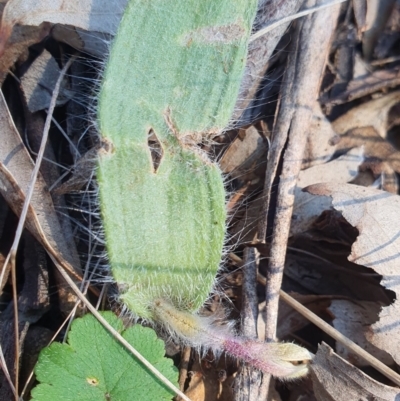 Caladenia actensis (Canberra Spider Orchid) at Ainslie, ACT by HughCo