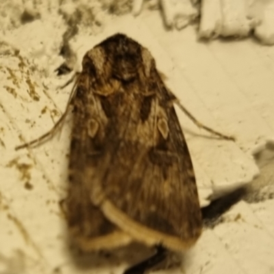 Agrotis munda (Brown Cutworm) at Bungendore, NSW - 1 Sep 2024 by clarehoneydove