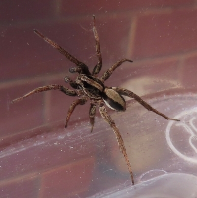 Unverified Spider at Narrabundah, ACT - 1 Sep 2024 by RobParnell