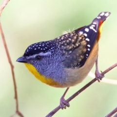 Pardalotus punctatus (Spotted Pardalote) at Rosedale, NSW - 1 Sep 2024 by jb2602