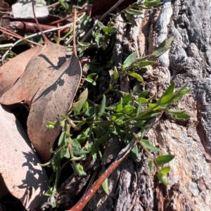 Einadia nutans subsp. nutans at Higgins, ACT - 24 Aug 2024 02:45 PM