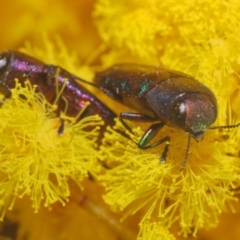 Melobasis thoracica (A jewel beetle) at O'Connor, ACT - 1 Sep 2024 by Harrisi