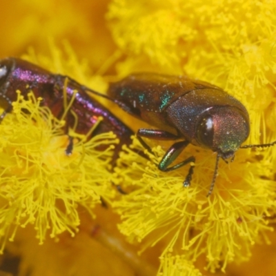 Melobasis thoracica (A jewel beetle) at O'Connor, ACT - 1 Sep 2024 by Harrisi