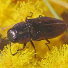 Melobasis thoracica at O'Connor, ACT - 1 Sep 2024 11:25 PM