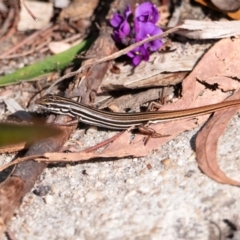 Ctenotus taeniolatus (Copper-tailed Skink) at Acton, ACT - 15 Aug 2024 by Untidy