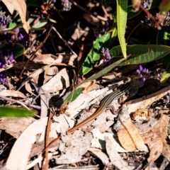 Ctenotus taeniolatus at Acton, ACT - 15 Aug 2024