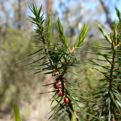 Melichrus erubescens (Ruby Urn Heath) at Cowra, NSW - 29 Aug 2024 by RobG1