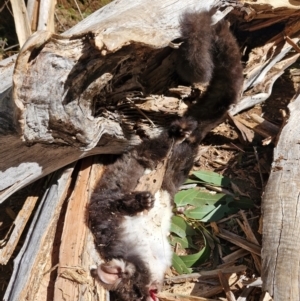 Petauroides volans at Uriarra Village, ACT - suppressed