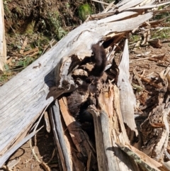 Petauroides volans at Uriarra Village, ACT - suppressed