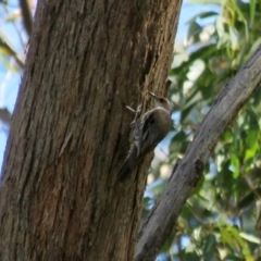 Climacteris erythrops (Red-browed Treecreeper) at Bowral, NSW - 30 Aug 2024 by Span102