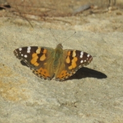 Vanessa kershawi (Australian Painted Lady) at Mittagong, NSW - 29 Aug 2024 by Span102