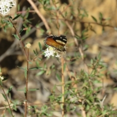 Vanessa itea (Yellow Admiral) at Mittagong, NSW - 29 Aug 2024 by Span102