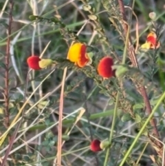 Bossiaea (genus) at Mittagong, NSW by Span102