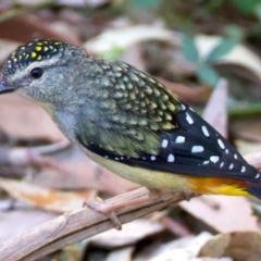 Pardalotus punctatus (Spotted Pardalote) at Rosedale, NSW - 1 Sep 2024 by jb2602