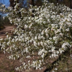 Olearia microphylla (Olearia) at Cowra, NSW - 29 Aug 2024 by RobG1