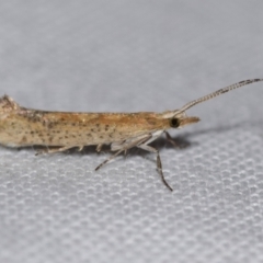 Plutella (genus) (Plutella Moths) at Jerrabomberra, NSW - 31 Aug 2024 by DianneClarke