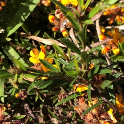 Pultenaea retusa at Kungala, NSW - 2 Sep 2024 by donnanchris